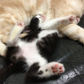 愛知県/約２ヶ月の八割れクンの里親募集！