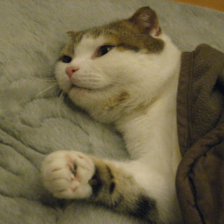 里親になってください