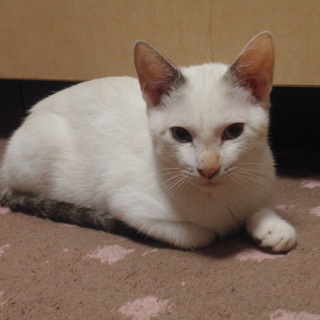 我が家で飼う事にしました。御心配お掛けして申し訳ありませんでした。