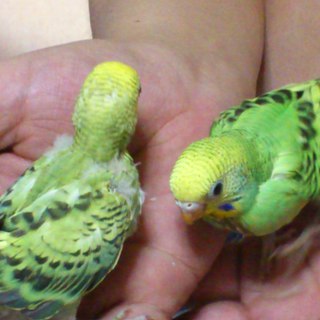 セキセイインコのヒナ