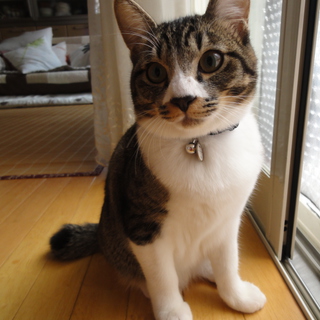 ６ヶ月ぐらいの人懐っこい男の子