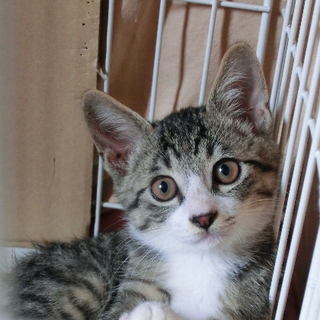 可愛い子猫の里親さん募集中です。
