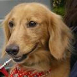 吠え少・落ち着いたミニチュアダックス・他犬猫とも◎