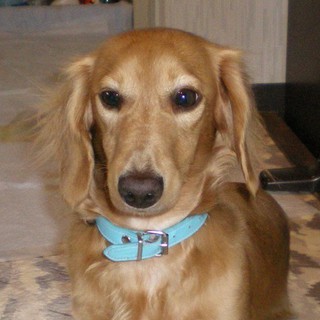 勇敢で好奇心旺盛のミニチュアダックス・他犬猫OK・美しい子