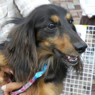 気持ちを察する素晴らしい伴侶犬・マロン君ありがとう