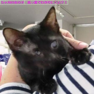 まめ（仮名）、真っ黒５ヶ月メス