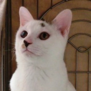 大豆（仮名）、５ヶ月オス