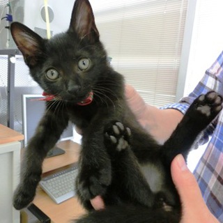 くろちゃん（仮名）、真っ黒子猫、２ヶ月メス