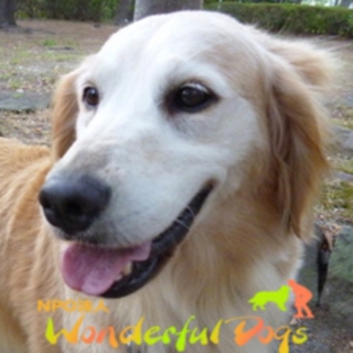 ゴールデン6歳♀「ルアナ」