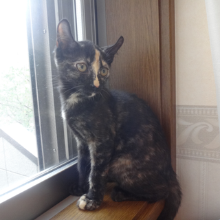 ききの里親様募集中！