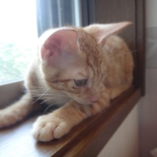 きくりの里親様募集中！