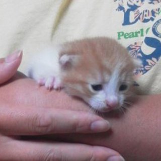 １ヶ月未満の赤ちゃん猫