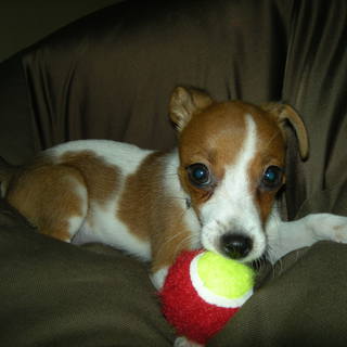 一時募集停止中