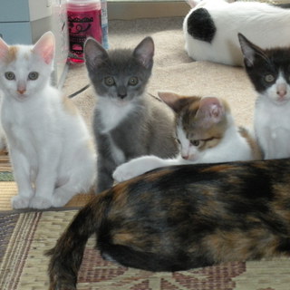 かわいがってくれる里親さんを探しています