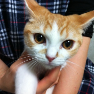 ふわふわ茶白子猫♂