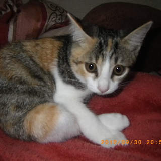 飼い主様決まりました！