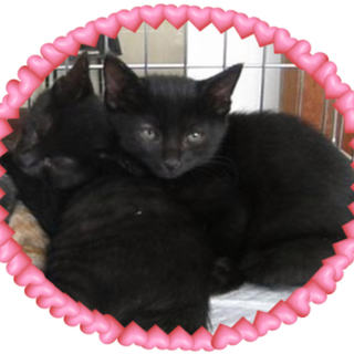 チャックくんとホックくん