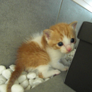 子ネコの里親募集中