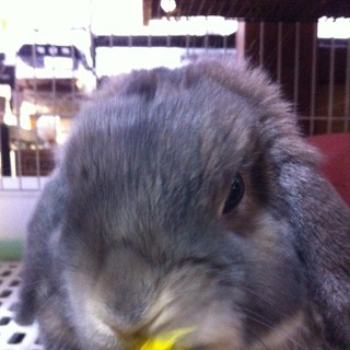 小さなホーランドロップ、ライオンラビット