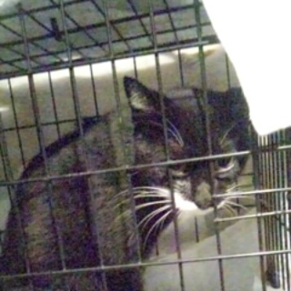 ☆里親・預かり☆募集中！！