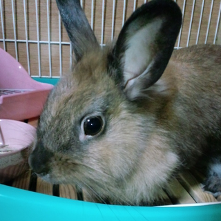 可愛がってくれる方お願いします