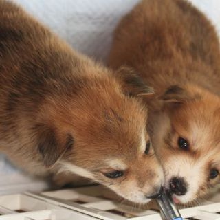 mix子犬の兄弟　推定1.5ヶ月