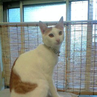 茶白5か月・和風しょうゆ顔にゃんこ・すずです！