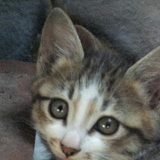 子猫を貰ってください。