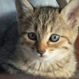 子猫を貰ってください。２　（お渡ししました。）