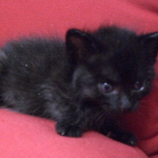 ありがとうございました