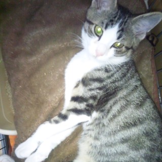 キジトラ白5～6ヶ月　里親様募集です。