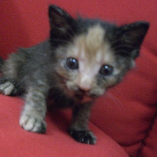 ありがとうございました