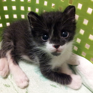 生後1～2カ月過ぎたら家族にしてください(*^^*)