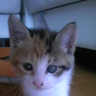 子猫の里親を探しています（御商談中ですので一時停止を致します）