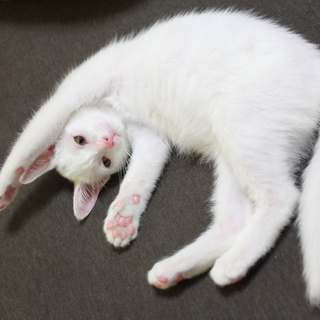 人なつっこい可愛い白い子ねこです