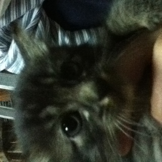 生後間もない子猫です！