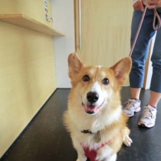 人懐こい「ニコ」・トライアル決定！