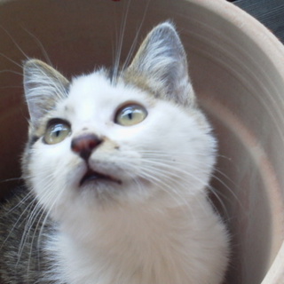 「ごましろう」です！