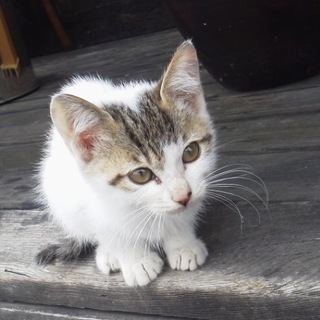 「こころ」です！