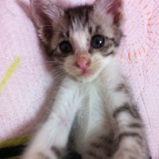 やんちゃな男の子です。