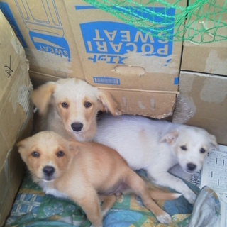 里親決定しました