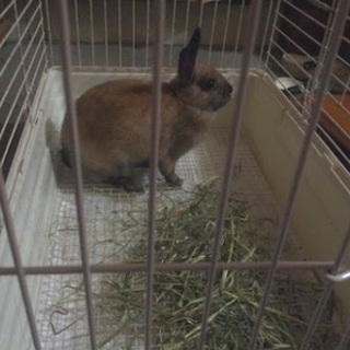 保護うさぎの里親募集