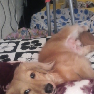 ﾀﾞｯｸｽ♂可愛がってください！