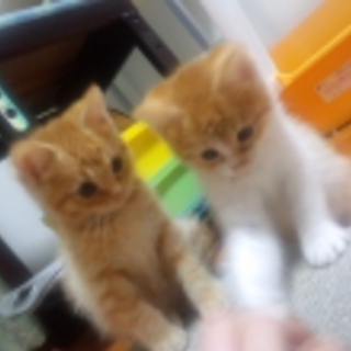 甘えん坊の可愛い子です！