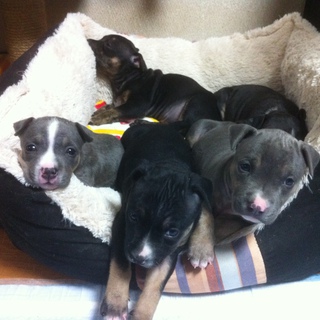 一ヶ月ぐらいの子犬オス１匹、メス４匹