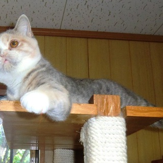 スコティッシュ