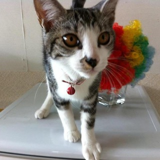 超甘えんぼ猫★里親募集中★