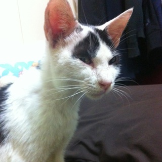 白黒模様の甘えたさんです！