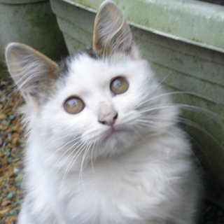 優しいご家族に迎えていただきました