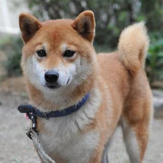 4歳柴犬♂　飼主さん急募！